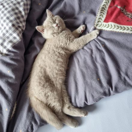 BKH Kitten - auszugsbereit - Stammbaum - Mädchen