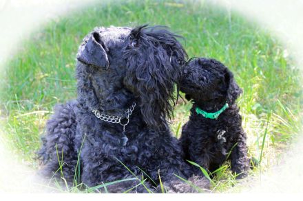 Bezaubernde Kerry-Blue-Terrier Junghunde