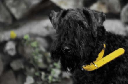 Bezaubernde Kerry-Blue-Terrier Junghunde