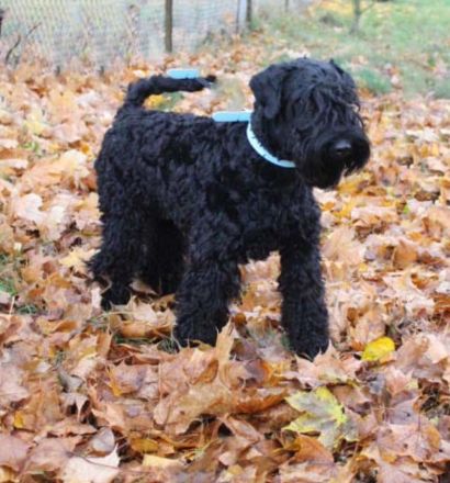 Bezaubernde Kerry-Blue-Terrier Junghunde