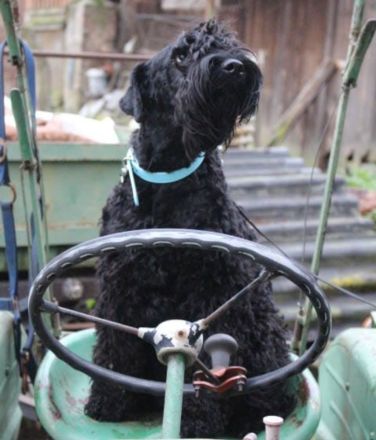 Bezaubernde Kerry-Blue-Terrier Junghunde
