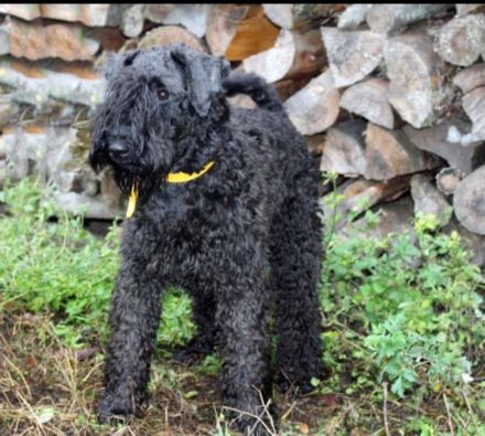 Bezaubernde Kerry-Blue-Terrier Junghunde