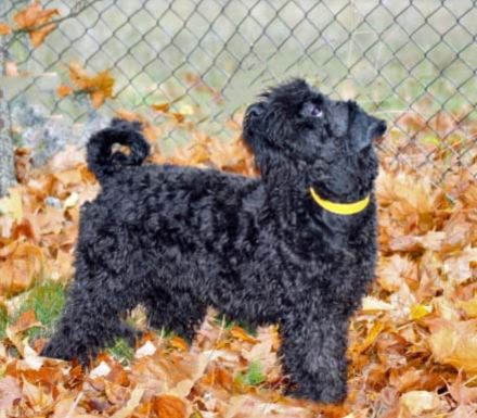 Bezaubernde Kerry-Blue-Terrier Junghunde