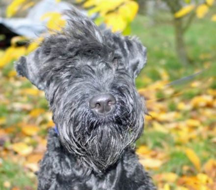 Bezaubernde Kerry-Blue-Terrier Junghunde