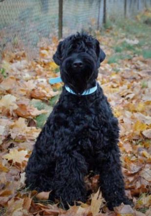Bezaubernde Kerry-Blue-Terrier Junghunde