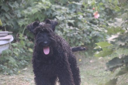 Bezaubernde Kerry-Blue-Terrier Junghunde