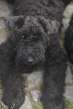 Bezaubernde Kerry-Blue-Terrier Junghunde