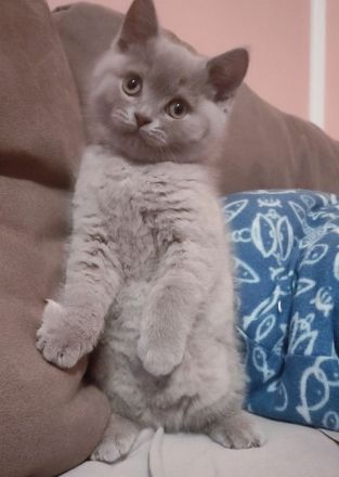 Bkh Kitten lila reinrassige