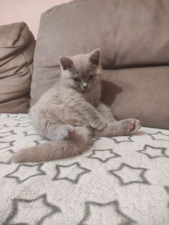 Bkh Kitten lila reinrassige