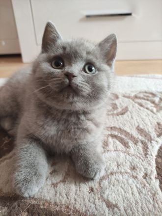 Bkh Kitten lila reinrassige