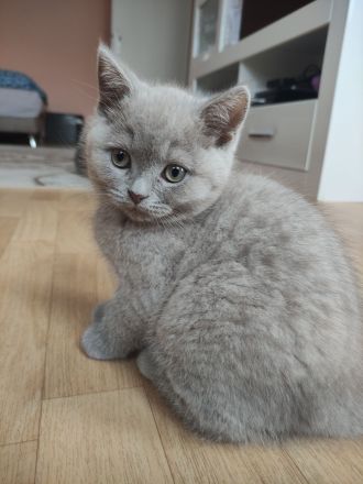 Bkh Kitten lila reinrassige