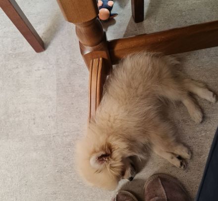 Zwei Zwergspitz-Welpen suchen ein neues Zuhause