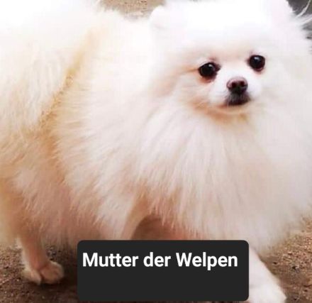 Zwei Zwergspitz-Welpen suchen ein neues Zuhause