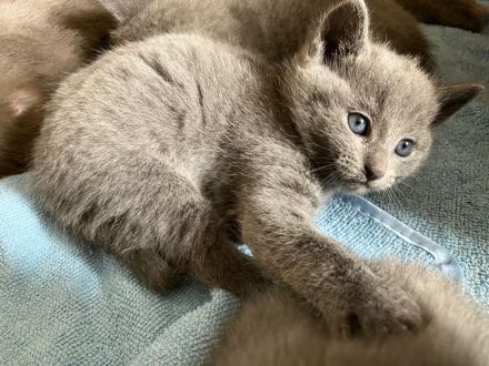 Russisch blau Kitten