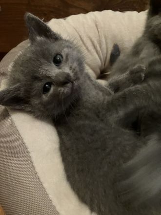 Russisch blau Kitten