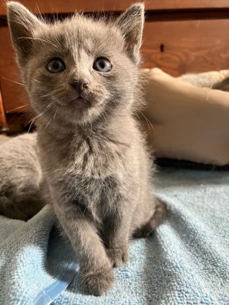 Russisch blau Kitten