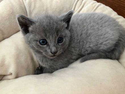 Russisch blau Kitten