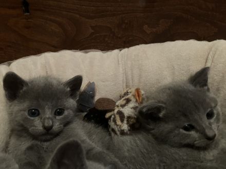 Russisch blau Kitten