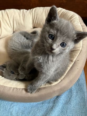 Russisch blau Kitten