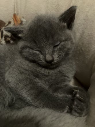 Russisch blau Kitten