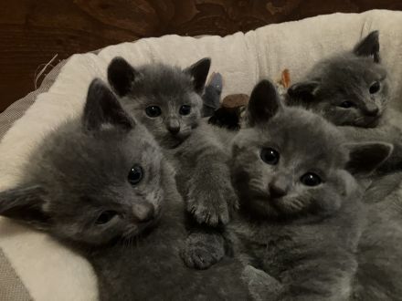 Russisch blau Kitten