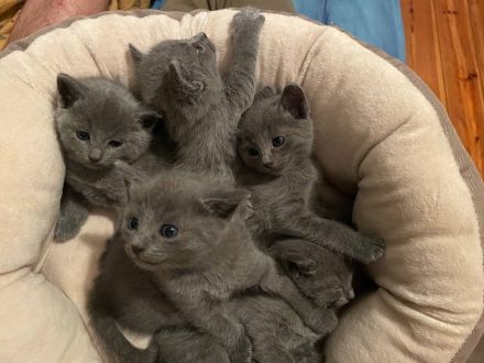 Russisch blau Kitten