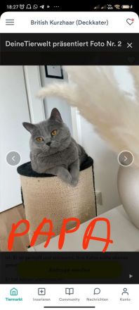 BKH Kitten blue britische Kurzhaar