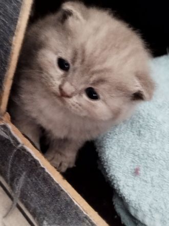 BKH Kitten blue britische Kurzhaar