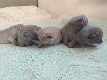 BKH Kitten blue britische Kurzhaar