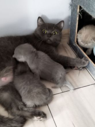 BKH Kitten blue britische Kurzhaar