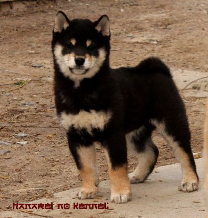 Black and tan shiba rüde  welpe