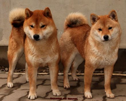 Black and tan shiba rüde  welpe