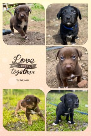 Reinrassige Welpen mit Papieren ähnlich Bordercollie / Border Collie / Kelpie