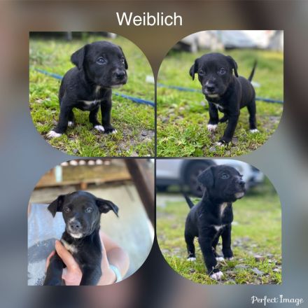 Reinrassige Welpen mit Papieren ähnlich Bordercollie / Border Collie / Kelpie