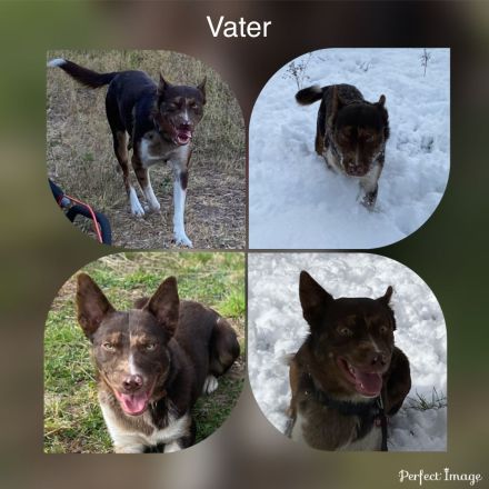 Reinrassige Welpen mit Papieren ähnlich Bordercollie / Border Collie / Kelpie