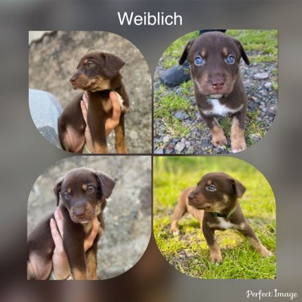 Reinrassige Welpen mit Papieren ähnlich Bordercollie / Border Collie / Kelpie