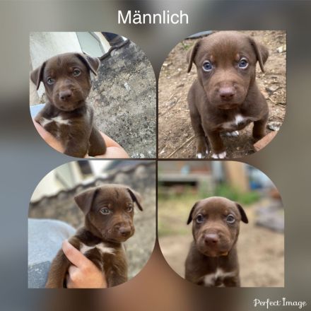 Reinrassige Welpen mit Papieren ähnlich Bordercollie / Border Collie / Kelpie