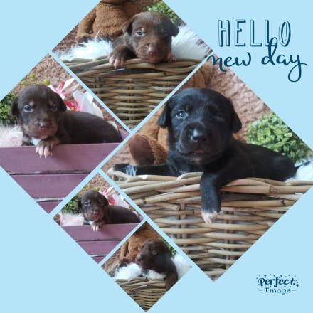 Reinrassige Welpen mit Papieren ähnlich Bordercollie / Border Collie / Kelpie