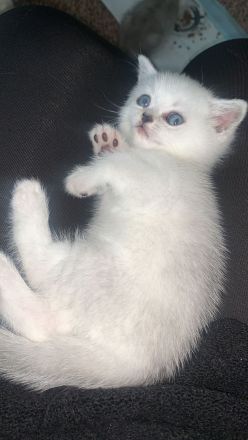 BKH Kitten Silver Shaded