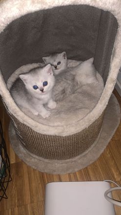 BKH Kitten Silver Shaded