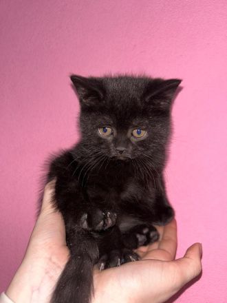 BKH Kitten, Britische Kurzhaar