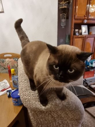 BKH Kitten, Britische Kurzhaar