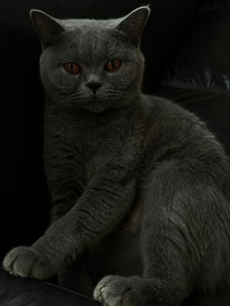 BKH Kitten, Britische Kurzhaar