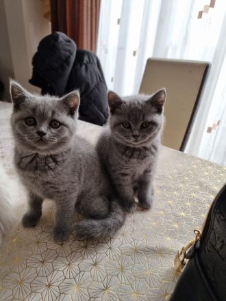 BKH Kitten, Britische Kurzhaar