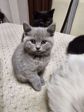 BKH Kitten, Britische Kurzhaar