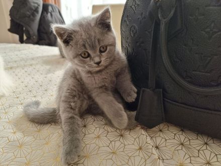 BKH Kitten, Britische Kurzhaar