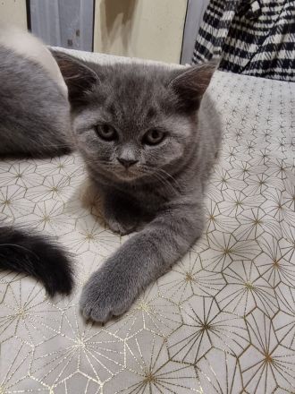 BKH Kitten, Britische Kurzhaar