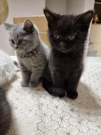 BKH Kitten, Britische Kurzhaar
