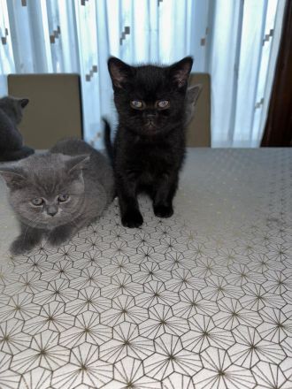 BKH Kitten, Britische Kurzhaar