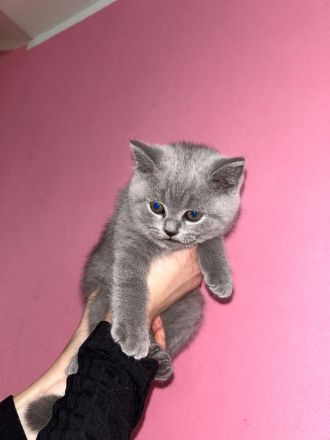 BKH Kitten, Britische Kurzhaar
